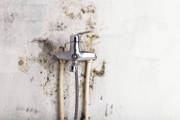 Best Local Mold Removal Service  in Lone Tree, CO