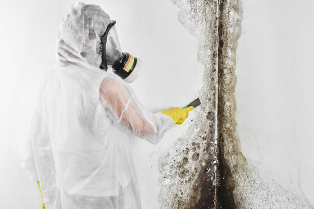 Best Fast Mold Removal  in Lone Tree, CO