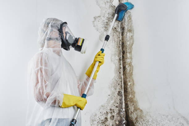 Lone Tree, CO Mold Removal Company