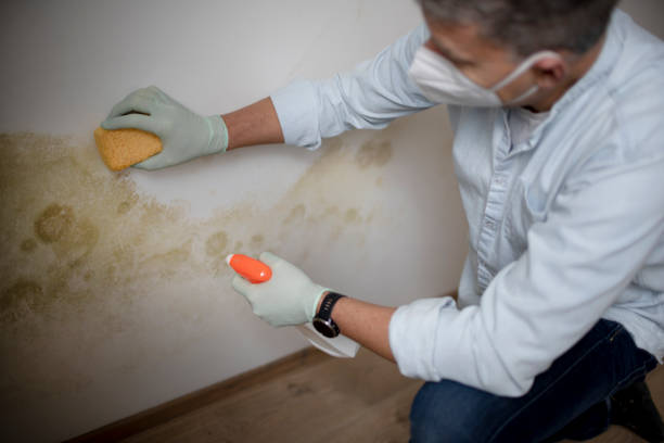 Best Attic Mold Removal  in Lone Tree, CO