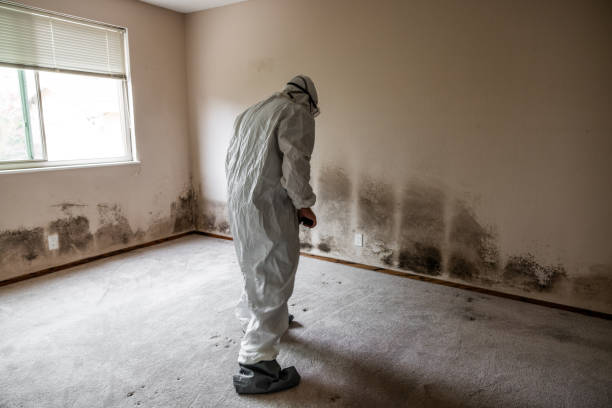 Best Toxic Mold Removal  in Lone Tree, CO