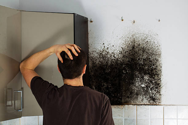 Best Commercial Mold Removal  in Lone Tree, CO