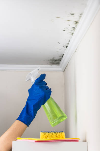 Best Local Mold Removal Service  in Lone Tree, CO